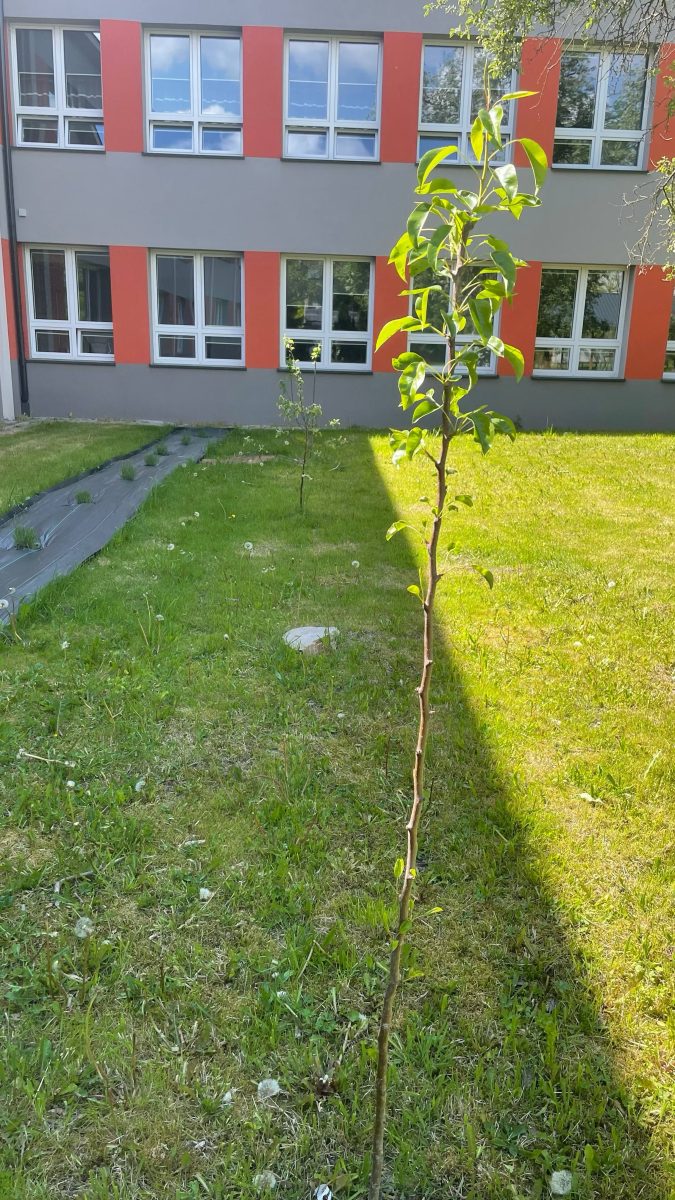 Sadzenie drzew – krok w zieloną przyszłość!